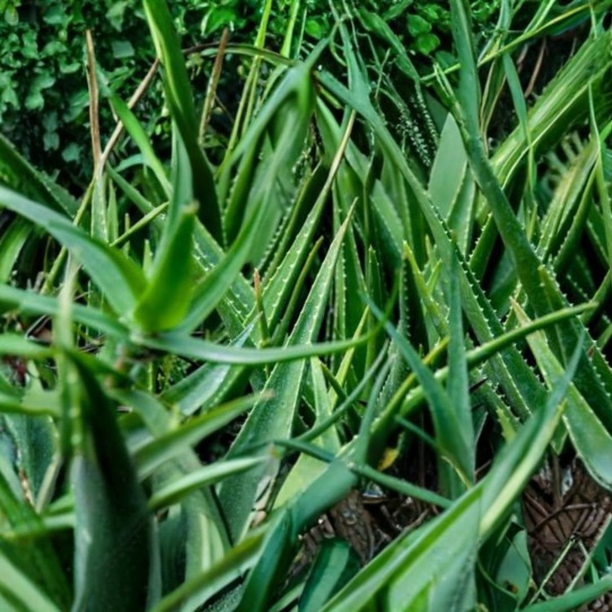 Fresh Aloe Vera